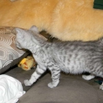 Lacy,Silver Savannah female DOB 9-2-15