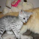 Lacy,  Silver Savannah female DOB 9-2-15