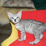 Lacy,  Silver Savannah female DOB 9-2-15