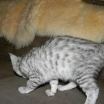 Lacy,  Silver Savannah female DOB 9-2-15