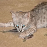 Lacy,  Silver Savannah female DOB 9-2-15