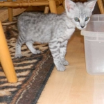 Lacy,  Silver Savannah female DOB 9-2-15