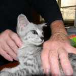 Lacy,  Silver Savannah female DOB 9-2-15