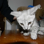 Lacy,  Silver Savannah female DOB 9-2-15