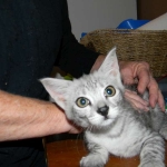 Lacy,  Silver Savannah female DOB 9-2-15