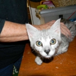 Lacy,  Silver Savannah female DOB 9-2-15