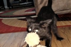 Sirus Black Savannah F-2B Black Male Collby DOB 1-20-20