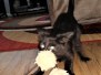 Sirus Black Savannah F-2B Black Male Collby DOB 1-20-20