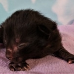 Savannah, F-2, Black, Male DOB 1-20-20