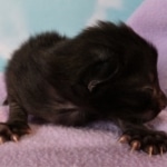 Savannah, F-2, Black, Male DOB 1-20-20