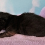 Savannah, F-2, Black, Male DOB 1-20-20