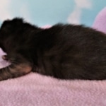 Savannah, F-2, Black, Male DOB 1-20-20