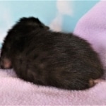 Savannah, F-2, Black, Male DOB 1-20-20