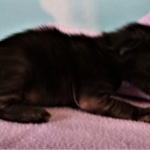 Savannah, F-2, Black, Male DOB 1-20-20