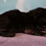 Savannah, F-2, Black, Male DOB 1-20-20