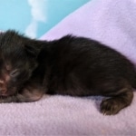 Savannah, F-2, Black, Male DOB 1-20-20