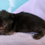 Savannah, F-2, Black, Male DOB 1-20-20