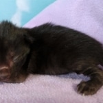 Savannah, F-2, Black, Male DOB 1-20-20