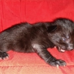 Savannah, F-2, Black, Male DOB 1-20-20