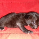 Savannah, F-2, Black, Male DOB 1-20-20