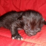 Savannah, F-2, Black, Male DOB 1-20-20