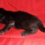 Savannah, F-2, Black, Male DOB 1-20-20