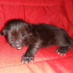 Savannah, F-2, Black, Male DOB 1-20-20