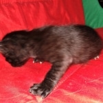 Savannah, F-2, Black, Male DOB 1-20-20