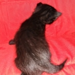 Savannah, F-2, Black, Male DOB 1-20-20