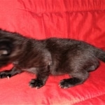 Savannah, F-2, Black, Male DOB 1-20-20