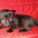 Savannah, F-2, Black, Male DOB 1-20-20