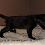 Savannah, F-2, Black, Male DOB 1-20-20