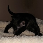 Savannah, F-2, Black, Male DOB 1-20-20