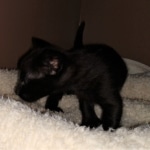 Savannah, F-2, Black, Male DOB 1-20-20