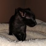 Savannah, F-2, Black, Male DOB 1-20-20