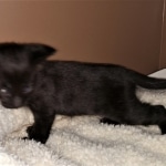 Savannah, F-2, Black, Male DOB 1-20-20