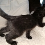 Savannah, F-2, Black, Male DOB 1-20-20