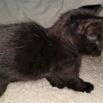 Savannah, F-2, Black, Male DOB 1-20-20