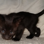 Savannah, F-2, Black, Male DOB 1-20-20