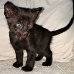 Savannah, F-2, Black, Male DOB 1-20-20