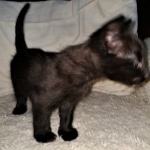 Savannah, F-2, Black, Male DOB 1-20-20