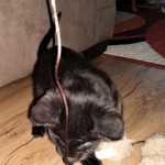 Savannah, F-2, Black, Male DOB 1-20-20