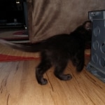 Savannah, F-2, Black, Male DOB 1-20-20