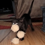 Savannah, F-2, Black, Male DOB 1-20-20