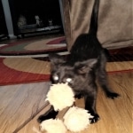 Savannah, F-2, Black, Male DOB 1-20-20