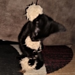 Savannah, F-2, Black, Male DOB 1-20-20