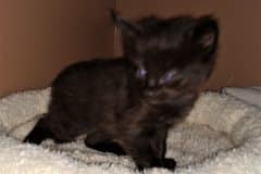 Saba Savannah F-2B Black Male DOB 1-20-20