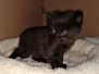 Saba Savannah F-2B Black Male DOB 1-20-20