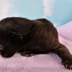 Savannah, F-2, Black, Male DOB 1-20-20