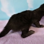 Savannah, F-2, Black, Male DOB 1-20-20